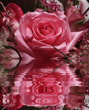 Animated Flowers. Rosas,  Flores,  Flowers, Beautiful Flowers, Keefers Pictures, Images and Photos