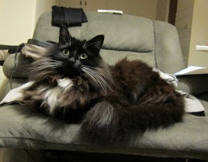 intrigued-chair-cat