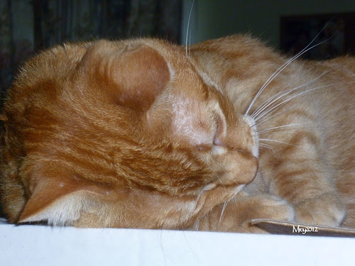 go ahead kiss the top of my head...... by M'roy
