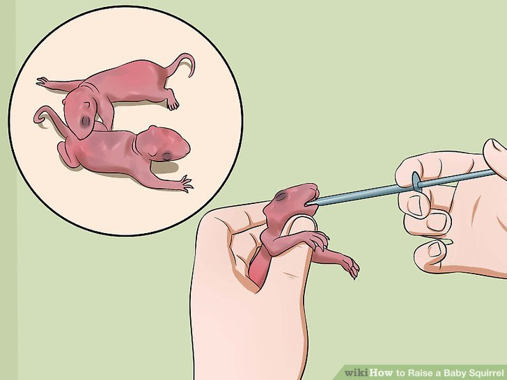 Raise a Baby Squirrel Step 14.jpg