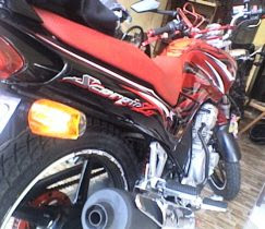 BIG D RED DEVIL SCORPIO