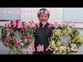 【人気ダウンロード！】 プリムラ ジュリアン 寄せ植え 507788-プリムラジュリアン 寄せ植え