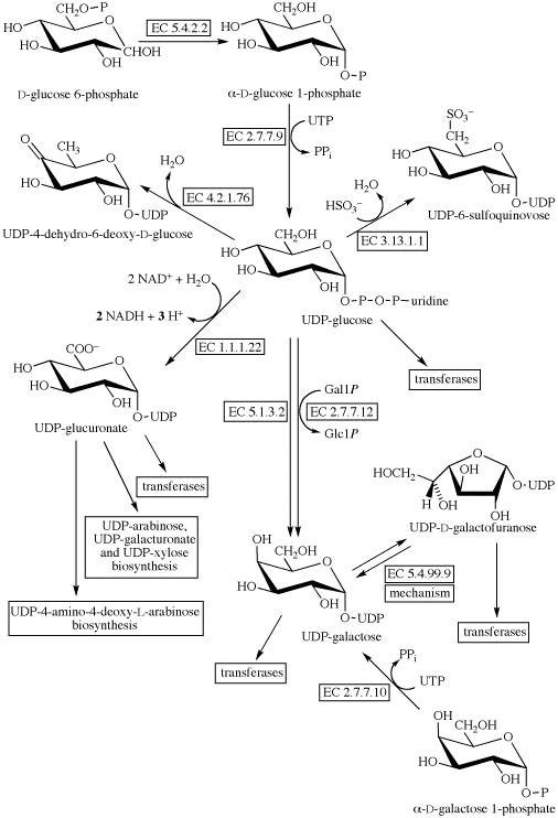 reaction structure glucose Glc, Gal, UDP UDP UDP GlcA