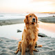 Best Dog Food For Dry Itchy Skin / 45 Simple Remedies for Dry and Itchy Skin in Dogs in 2020 ... - Often eliminating or controlling even one of these allergens can lead to a reduction or.