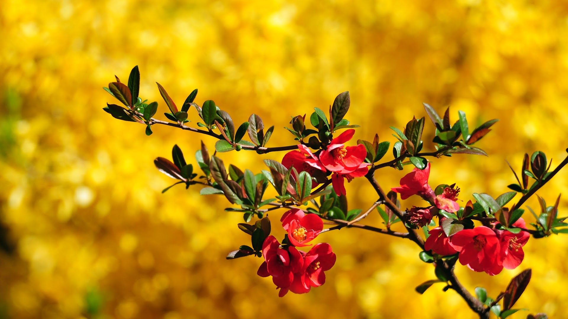 Beautiful Wallpaper Pictures Full Hd