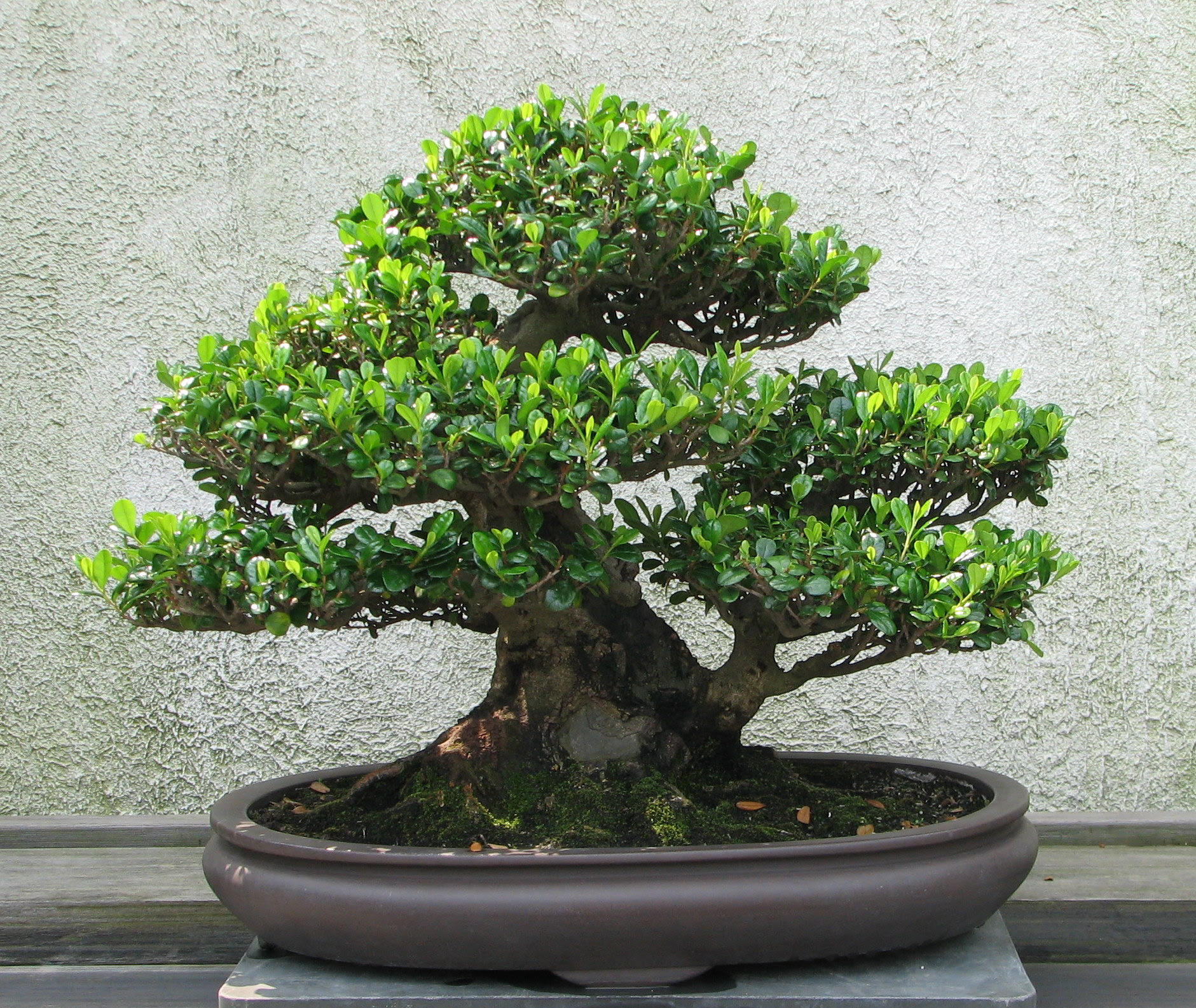 Bonsai - Wikipedia, the free encyclopedia