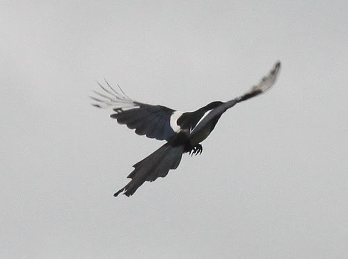Magpie in Flight