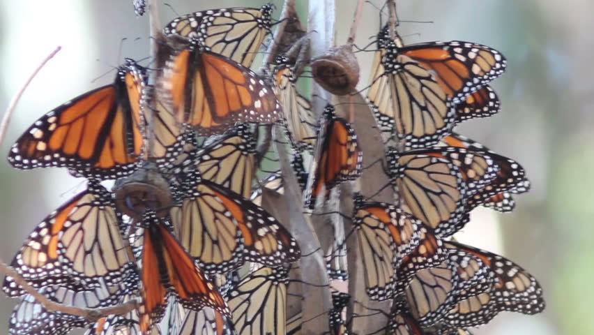 Download A Cluster Of Monarch Butterflies On Migration Along The ...