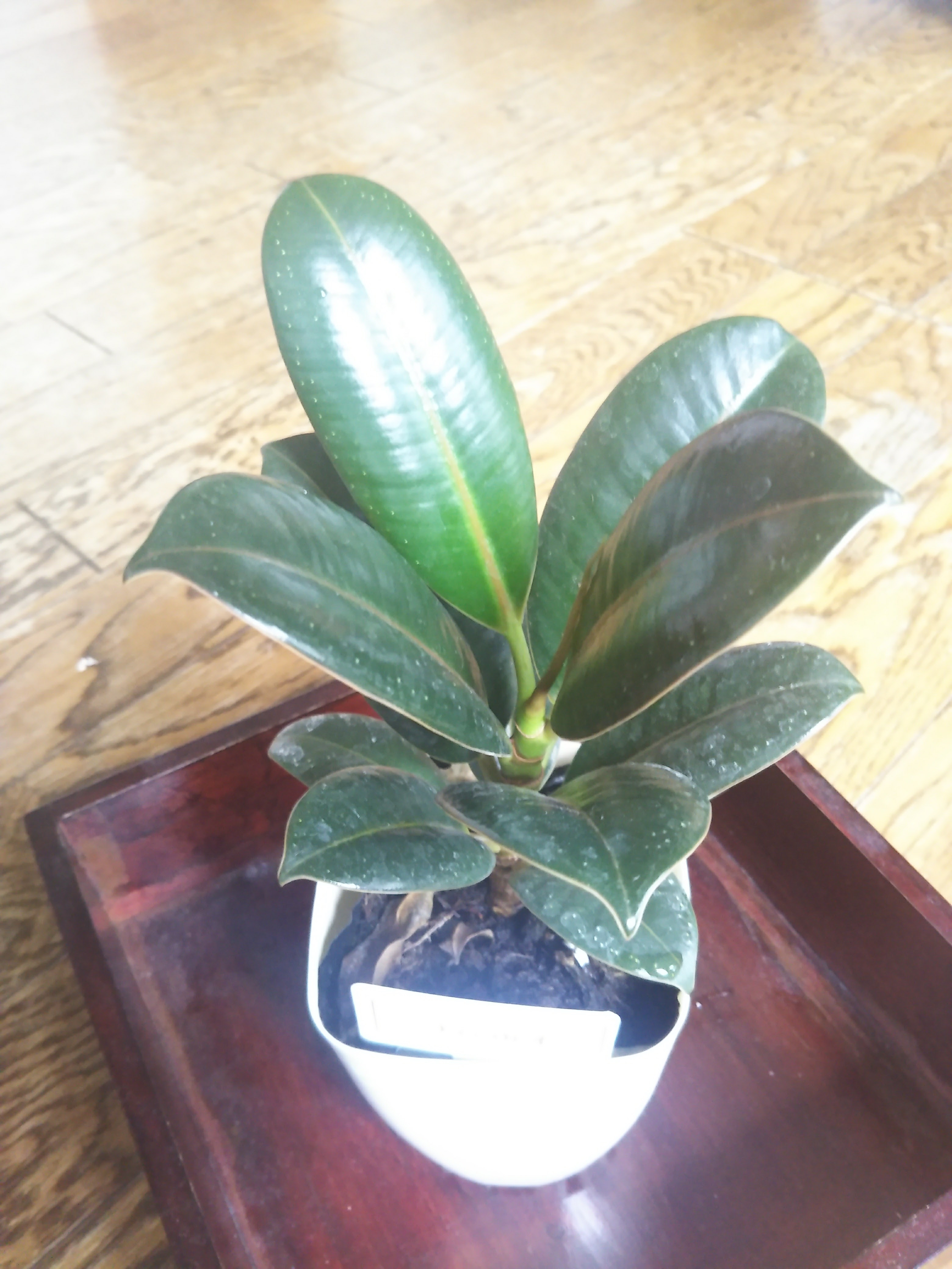 100均植物たちの成長 ゴムの木編 2年半後 19年春 ぴすけの庭