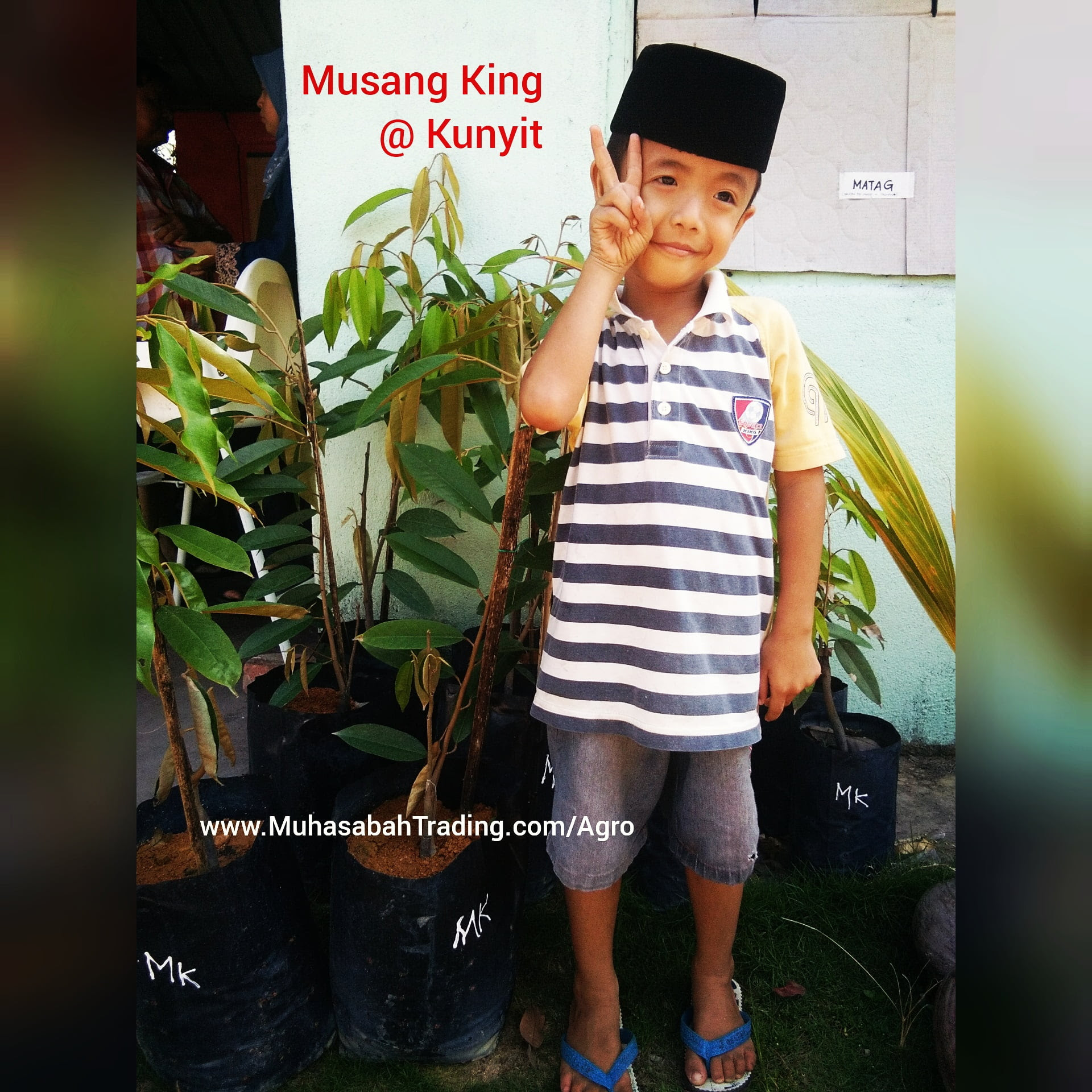 Benih Musang King Durian Raja Kunyit Muar  Blog 