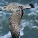 wingspan, in flight