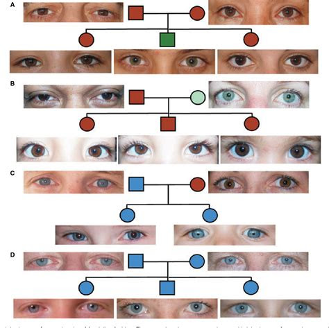 Probability of eye color chart. pdf genetics of human iris colour and patterns semantic scholar
