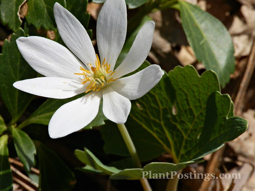 bloodroot