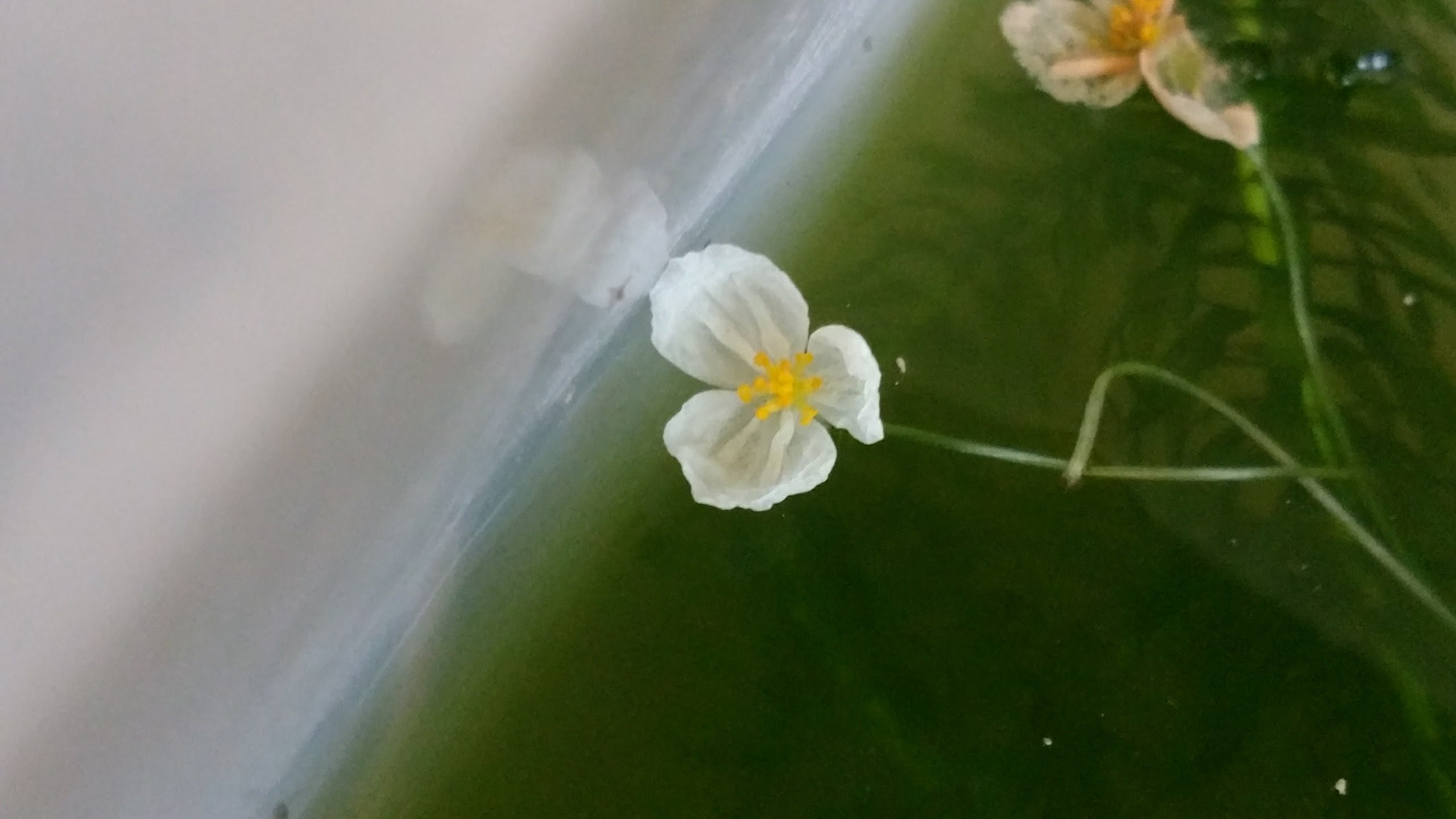 アナカリスの花 かごしマンの独り言