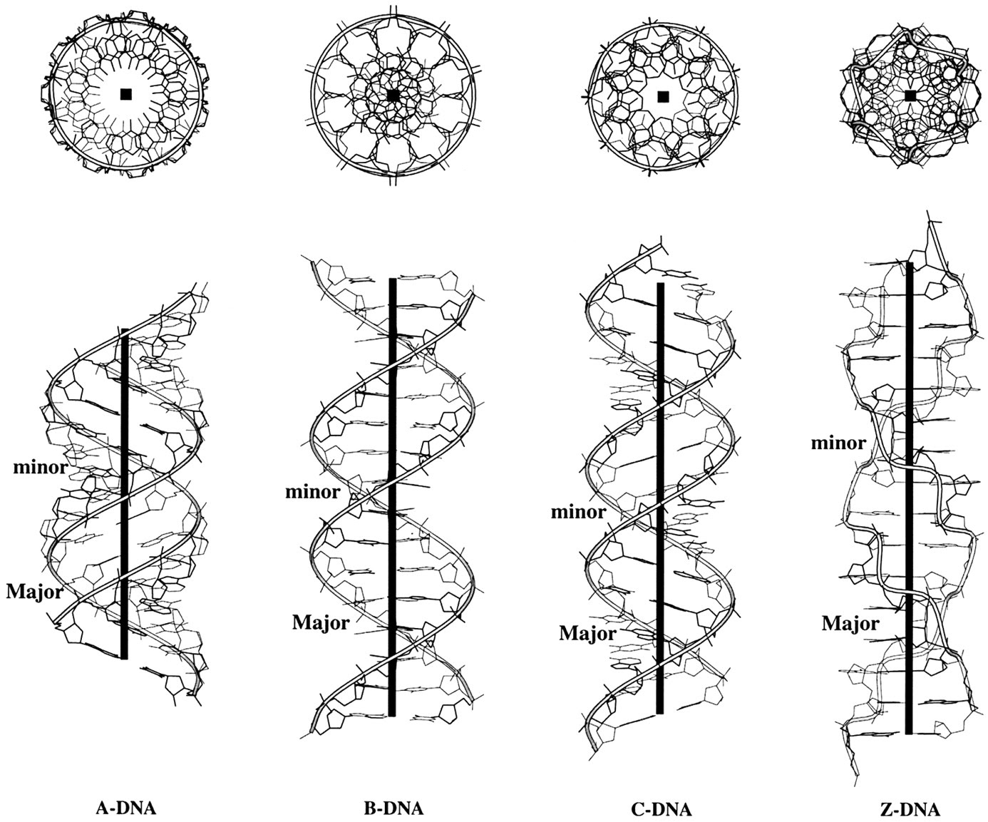 Phosphorus DNA Photo 3
