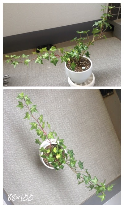 ヘデラ 植え替え後の退色 珈琲伍番館