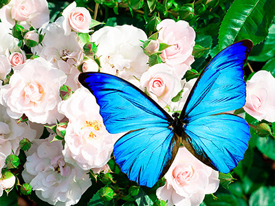 Shコレクションvol 19