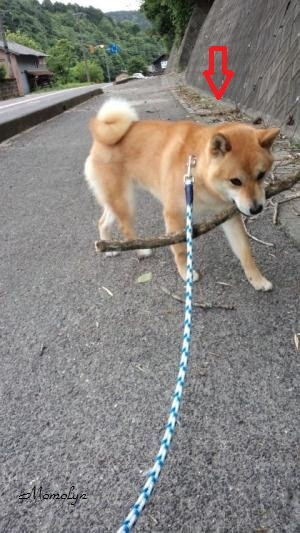 柴犬と猫のいる暮らし ジュンがマムシに噛まれた