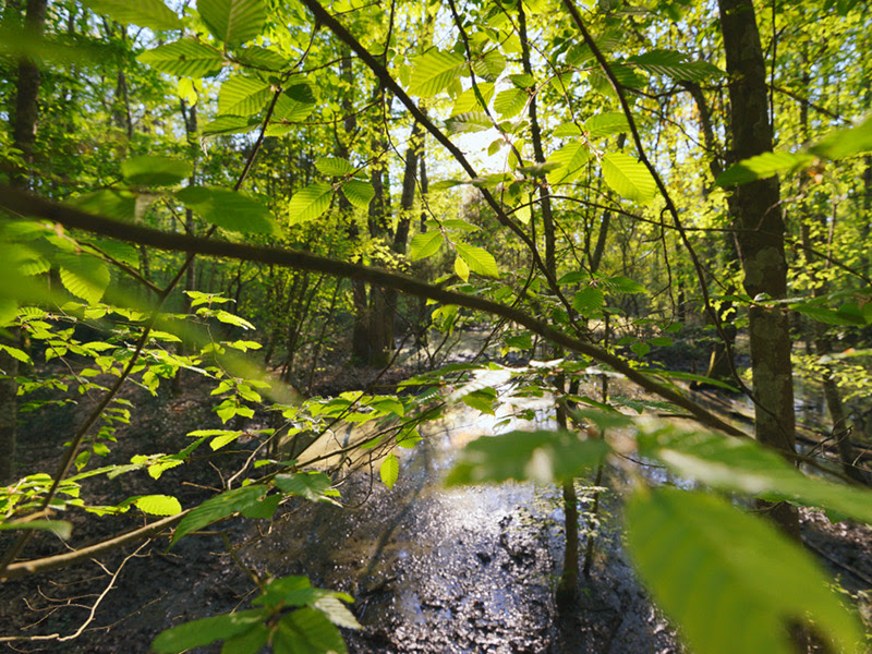 Parco Nazionale del Circeo - Ambienti - Foresta - Flora e 