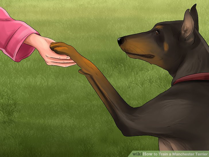 Train a Manchester Terrier Step 12.jpg