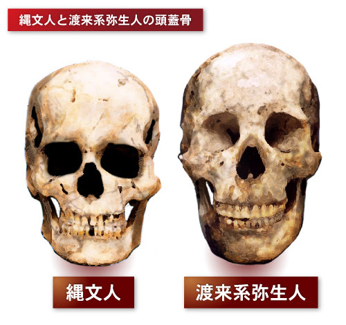 第三章 弥生時代の自然と人 2 弥生人の身体的特徴 弥生ミュージアム