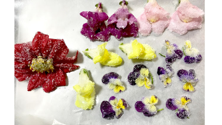 キラキラでかわいい お花の砂糖漬けをお家で楽しみませんか 駒屋の平兵衞さんが紡ぐ砂糖物語