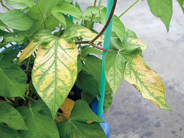 あさがおの育て方 病害対策