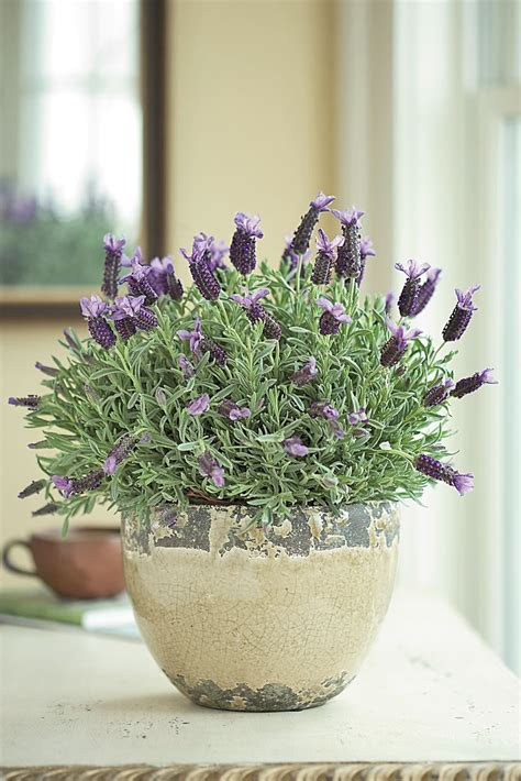 The plant is a succulent that has pink or white flowers. How To Care For Potted Lavender - Flower PressFlower Press