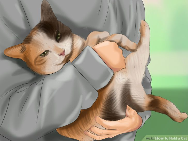 Hold a Cat Step 2 Version 3.jpg