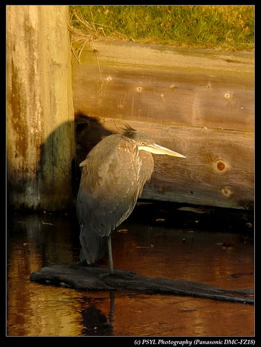 Great Blue Heron (Ardea herodias)