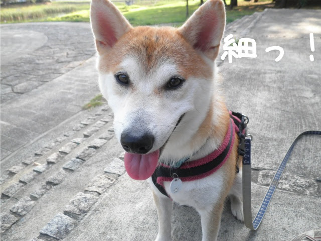 タヌキ顔 キツネ顔 柴犬コタロー日記