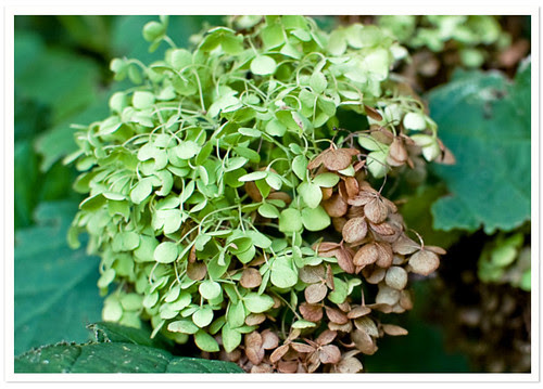 Fall Green Hydrangea