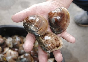 潮干狩りで食べれる貝と食べれない貝の見分け方は 毒は お役立ちなんでも情報局