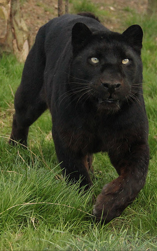 18+ Black Leopards Pics
