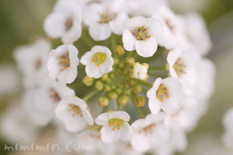 スイートアリッサムの花の写真 花言葉 みみみんブログ