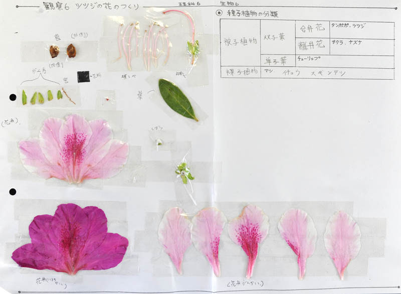 観察６ ツツジの花のつくり １年理科 生物 Takaの授業記録12