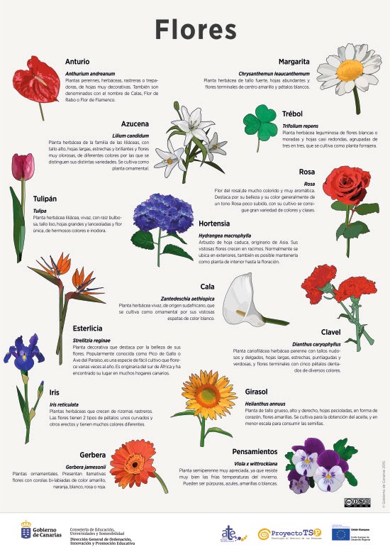 Flores Con Sus Nombres Para Dibujar