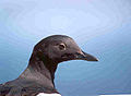 Pigen guillemot.jpg