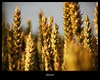 Grain