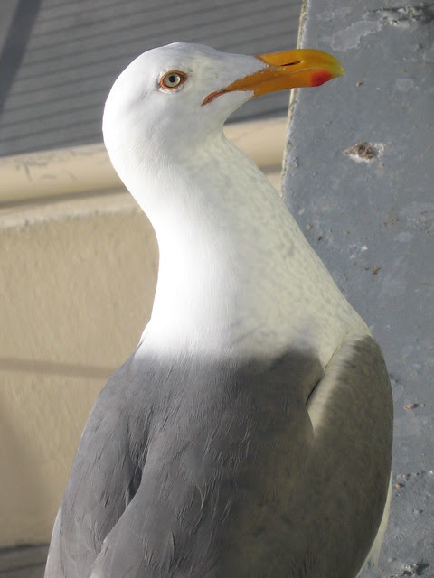 gull