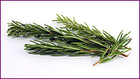 Rosemary Sprigs