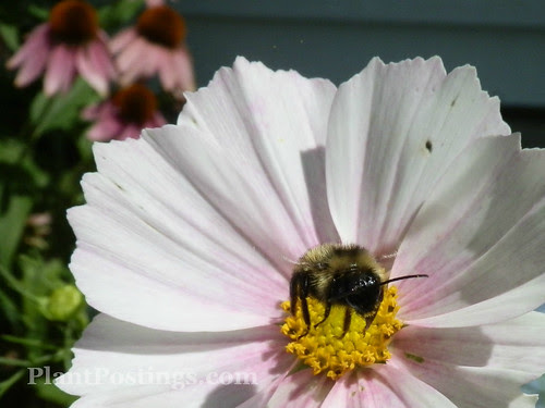 bumble2