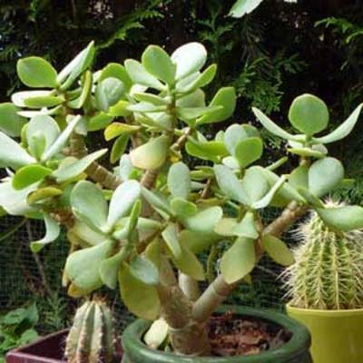 Arbre de Jade aposOvataapos - Jardiland