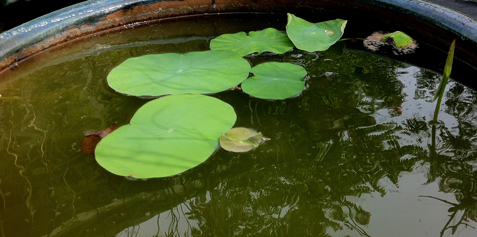 Baby Lotus