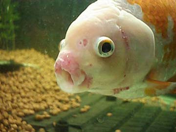 夏は たいへん 金魚編 金魚