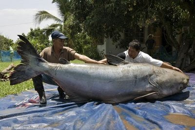 mekong giant catfish 9 Monster Sungai Yang Mengerikan di Dunia