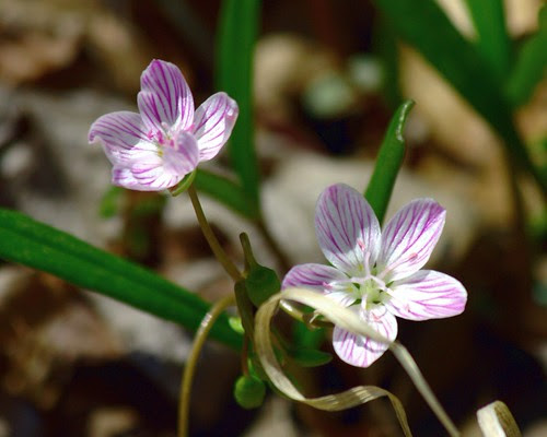 Spring Beauty