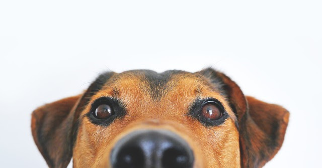 犬が何かを求めるときにする７つの仕草 行動は 愛犬の気持ちを理解しよう
