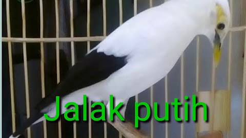 suara burung jalak perak mp3