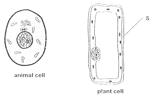Free Animal Cell Cliparts, Download Free Animal Cell Cliparts ...